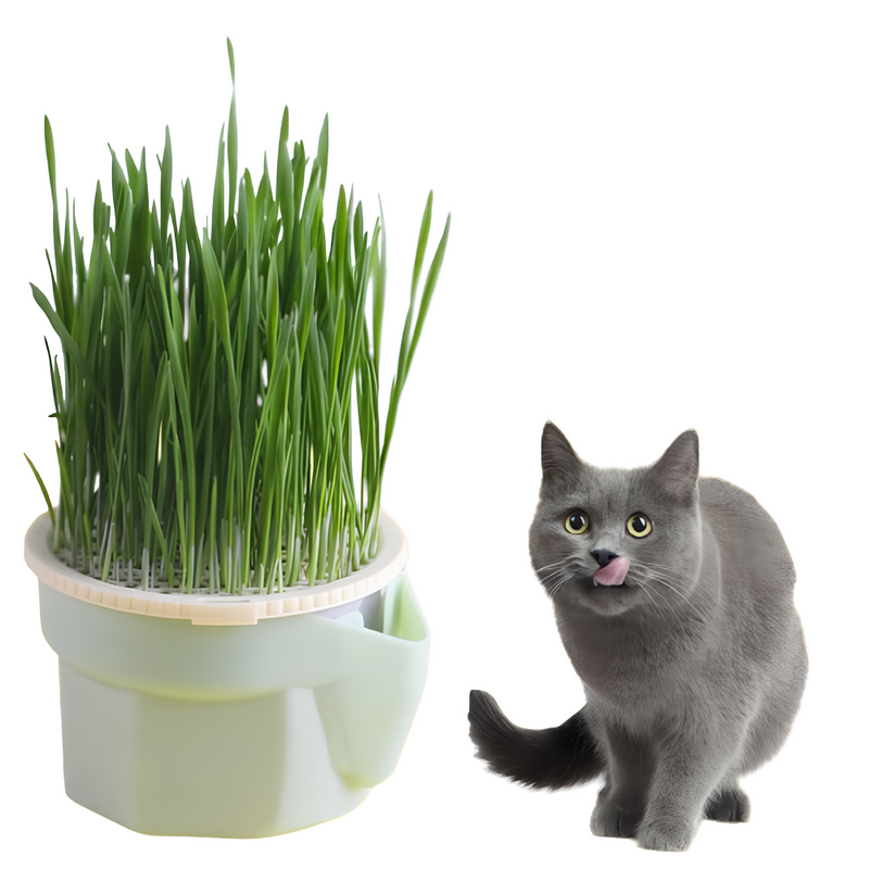 Vaso de Plantas para Gatos Fofin