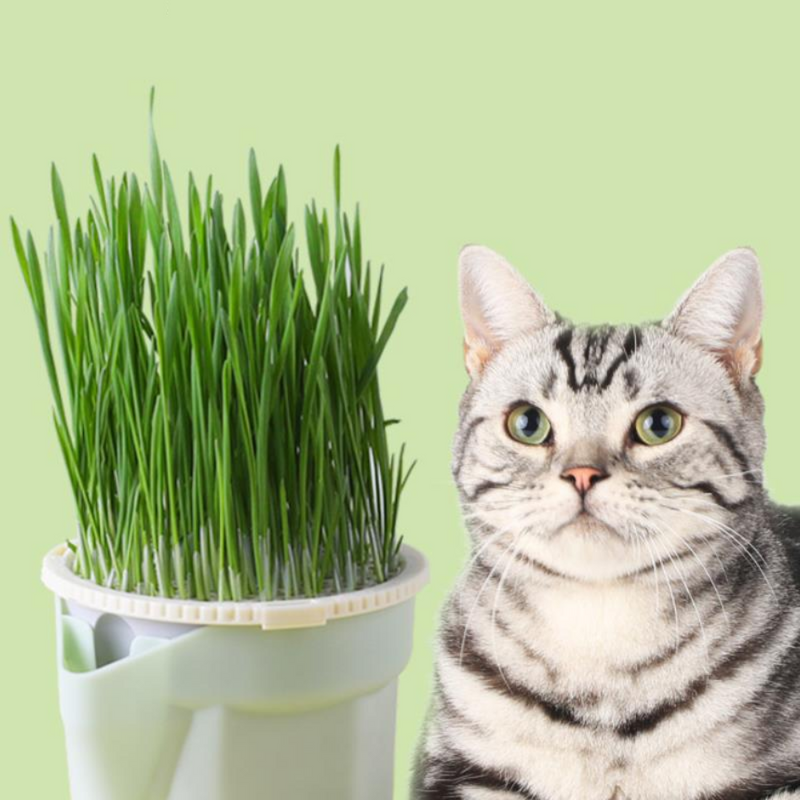 Vaso de Plantas para Gatos Fofin